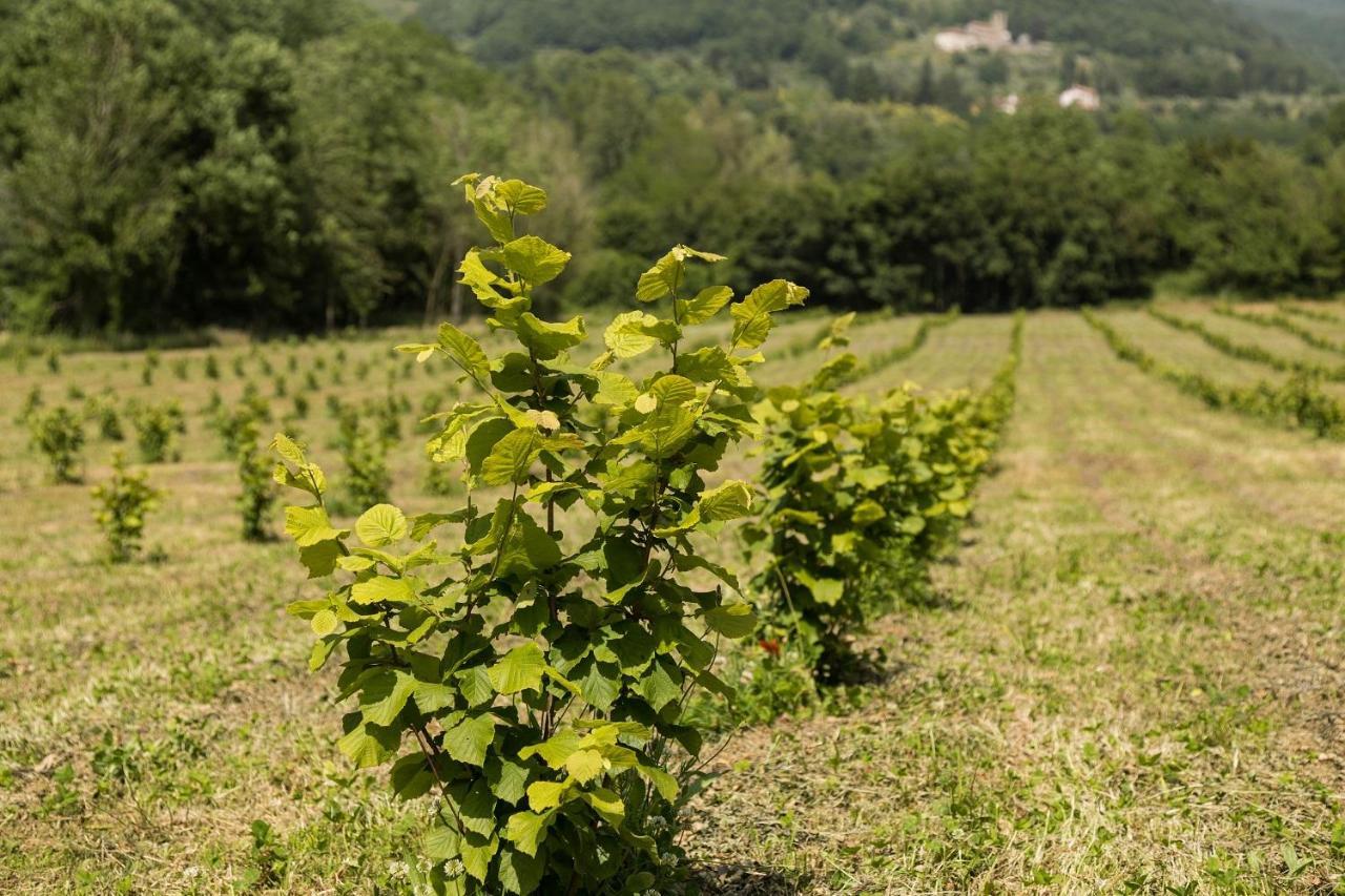 Podere Groppini Fivizzano Exterior photo